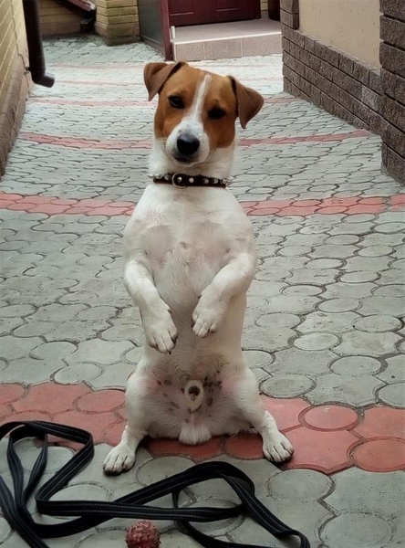 Дрессировка собак, Школа щенка. Кинолог г. Днепр. - <ro>Изображение</ro><ru>Изображение</ru> #5, <ru>Объявление</ru> #1699414