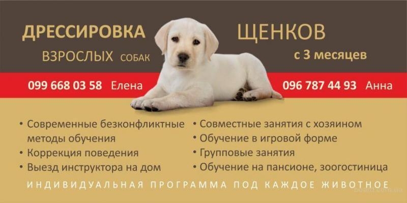 Дрессировка собак, Школа щенка. Кинолог г. Днепр. - <ro>Изображение</ro><ru>Изображение</ru> #6, <ru>Объявление</ru> #1699414