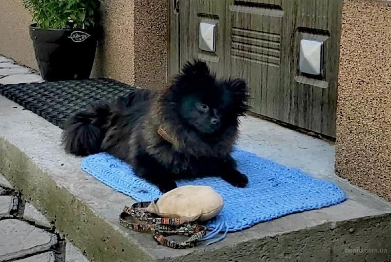 Дрессировка собак, Школа щенка. Кинолог г. Днепр. - <ro>Изображение</ro><ru>Изображение</ru> #7, <ru>Объявление</ru> #1699414