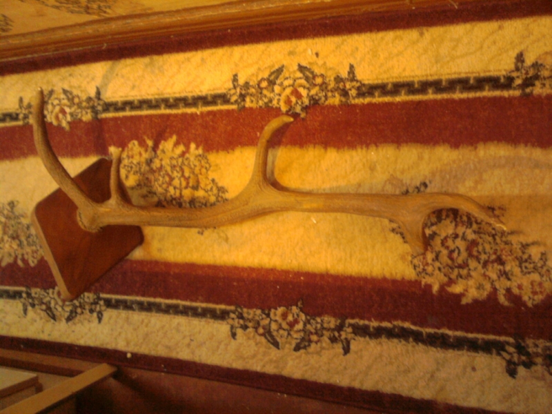 Продам рога оленя в хорошем состоянии.   - <ro>Изображение</ro><ru>Изображение</ru> #5, <ru>Объявление</ru> #1701188