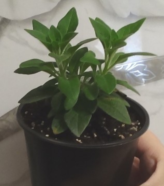 Вегетативная ампельная петуния - <ro>Изображение</ro><ru>Изображение</ru> #4, <ru>Объявление</ru> #1704862