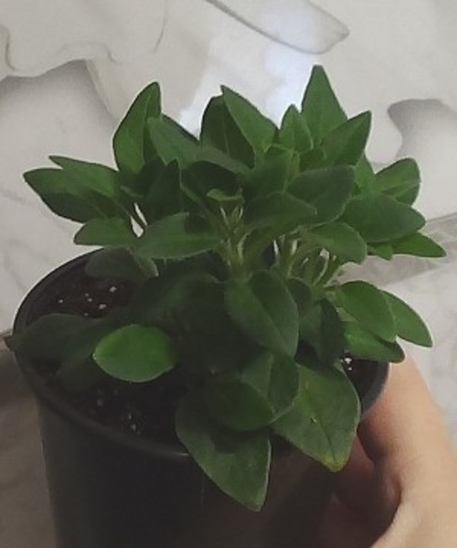 Вегетативная ампельная петуния - <ro>Изображение</ro><ru>Изображение</ru> #5, <ru>Объявление</ru> #1704862