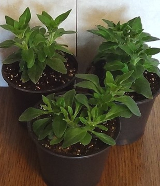 Вегетативная ампельная петуния - <ro>Изображение</ro><ru>Изображение</ru> #6, <ru>Объявление</ru> #1704862