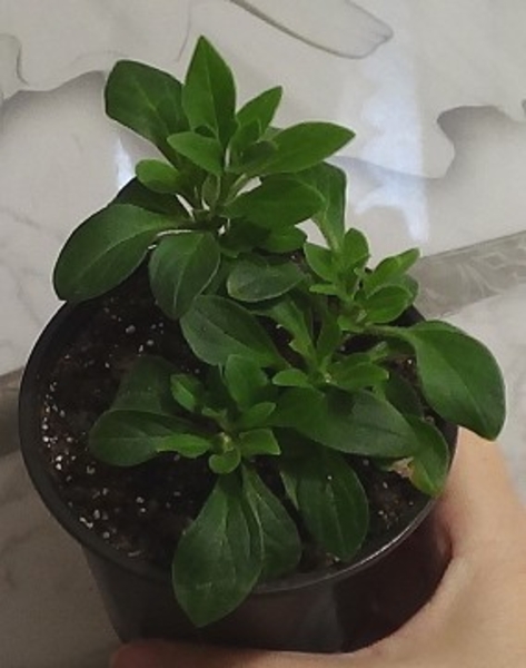 Вегетативная ампельная петуния - <ro>Изображение</ro><ru>Изображение</ru> #7, <ru>Объявление</ru> #1704862