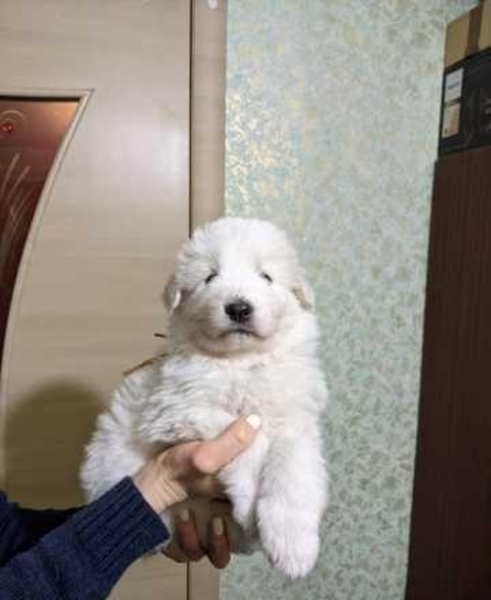 Щенки мареммо-абруццкой овчарки! - <ro>Изображение</ro><ru>Изображение</ru> #3, <ru>Объявление</ru> #1705493