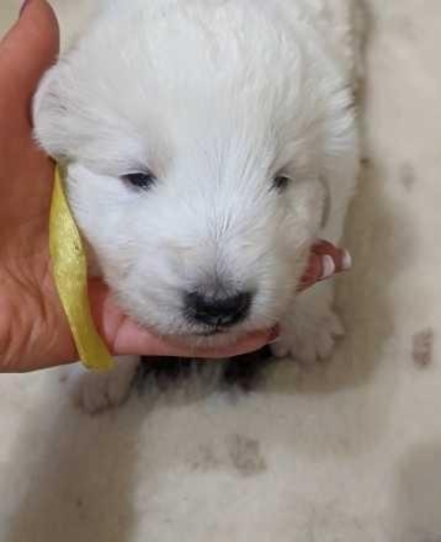 Щенки мареммо-абруццкой овчарки! - <ro>Изображение</ro><ru>Изображение</ru> #4, <ru>Объявление</ru> #1705493