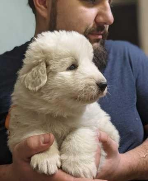 Щенки мареммо-абруццкой овчарки! - <ro>Изображение</ro><ru>Изображение</ru> #5, <ru>Объявление</ru> #1705493