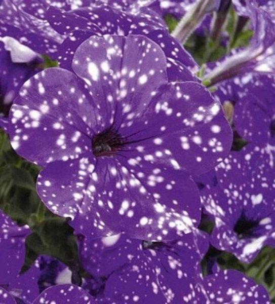 Вегетативная ампельная петуния - <ro>Изображение</ro><ru>Изображение</ru> #3, <ru>Объявление</ru> #1704862