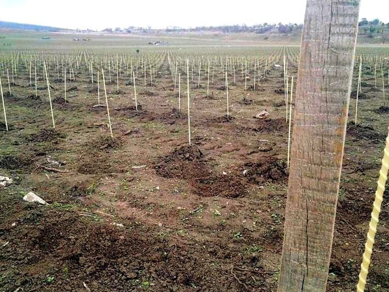 Колышки, опоры для растений из композитных материалов POLYARM - <ro>Изображение</ro><ru>Изображение</ru> #3, <ru>Объявление</ru> #1712963