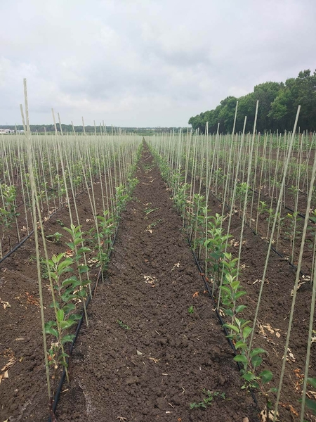 Колышки, опоры для растений из композитных материалов POLYARM - <ro>Изображение</ro><ru>Изображение</ru> #5, <ru>Объявление</ru> #1712963