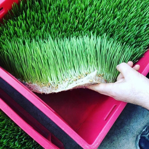 Продам Витграсс - сок из ростков пшеницы для вашего здоровья - <ro>Изображение</ro><ru>Изображение</ru> #8, <ru>Объявление</ru> #1715269