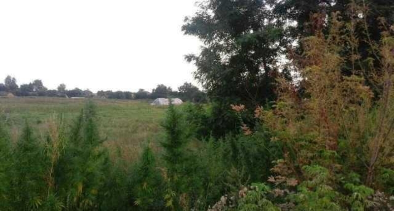 Срочно продам земельный участок в с. Вороньков - <ro>Изображение</ro><ru>Изображение</ru> #3, <ru>Объявление</ru> #1716219