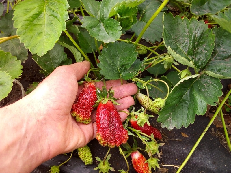 Продам саженцы клубники.  - <ro>Изображение</ro><ru>Изображение</ru> #4, <ru>Объявление</ru> #1609394