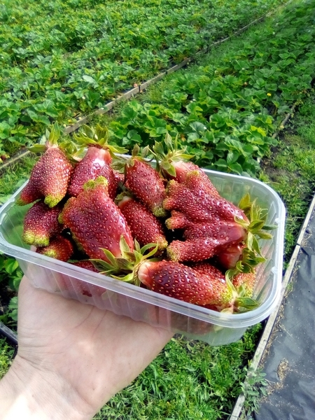 Продам саженцы клубники.  - <ro>Изображение</ro><ru>Изображение</ru> #5, <ru>Объявление</ru> #1609394