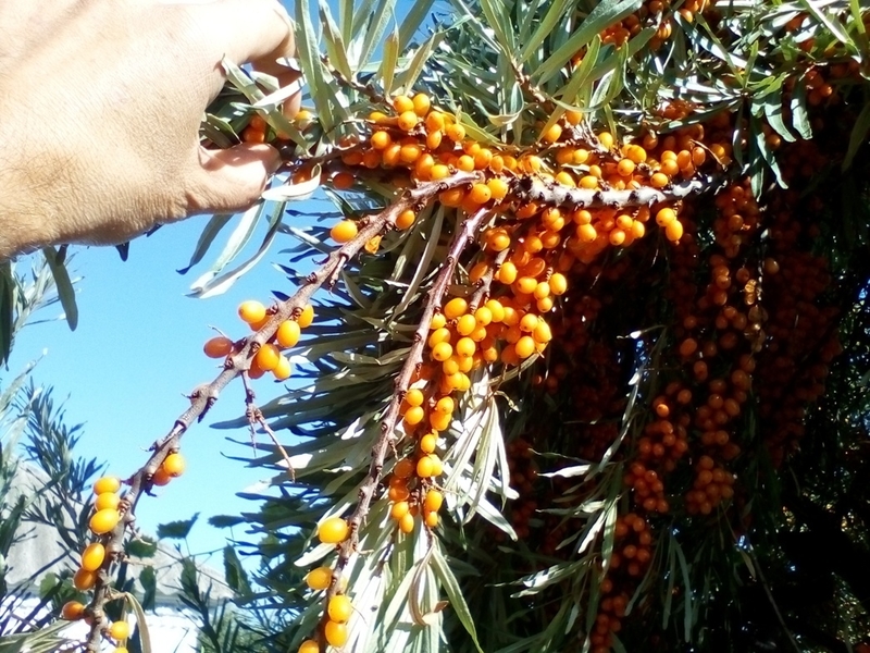 саженцы самоплодной облепихи - <ro>Изображение</ro><ru>Изображение</ru> #3, <ru>Объявление</ru> #1660355