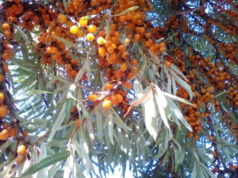 саженцы самоплодной облепихи - <ro>Изображение</ro><ru>Изображение</ru> #4, <ru>Объявление</ru> #1660355