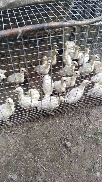 Продам индюшат - <ro>Изображение</ro><ru>Изображение</ru> #3, <ru>Объявление</ru> #1725620