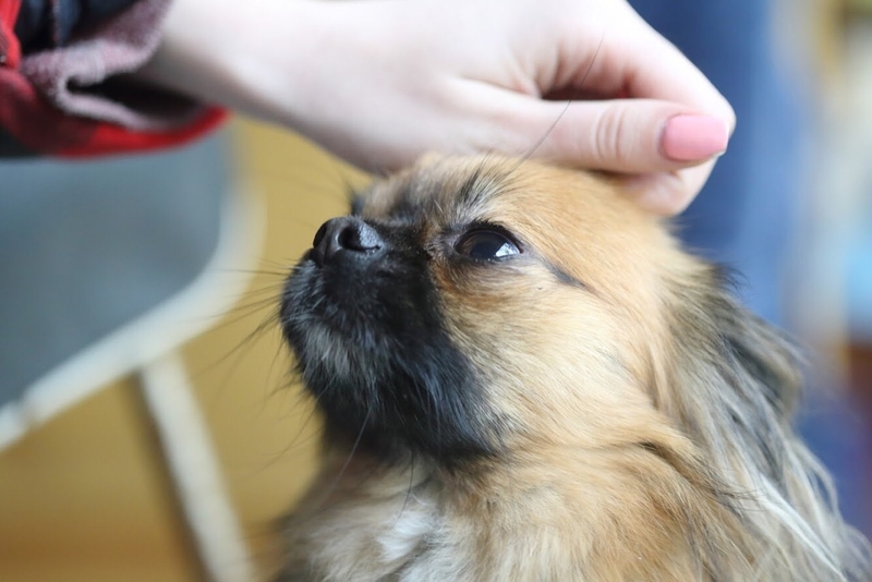 Вязка чихуахуа мальчик ищет девочку - <ro>Изображение</ro><ru>Изображение</ru> #5, <ru>Объявление</ru> #1732667