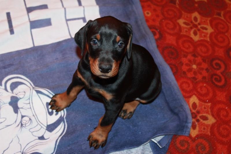 Продаются щенки добермана шоу класса, девочки и мальчики - <ro>Изображение</ro><ru>Изображение</ru> #3, <ru>Объявление</ru> #1732388