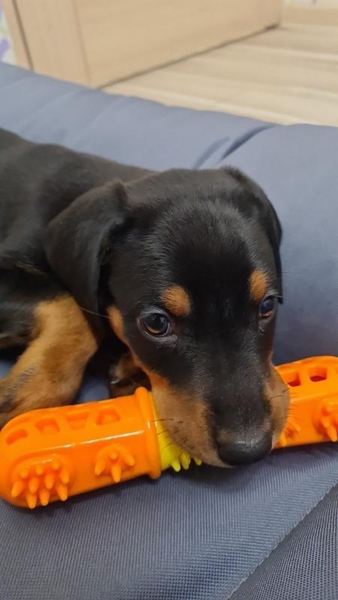 Продаются щенки добермана шоу класса, девочки и мальчики - <ro>Изображение</ro><ru>Изображение</ru> #4, <ru>Объявление</ru> #1732388