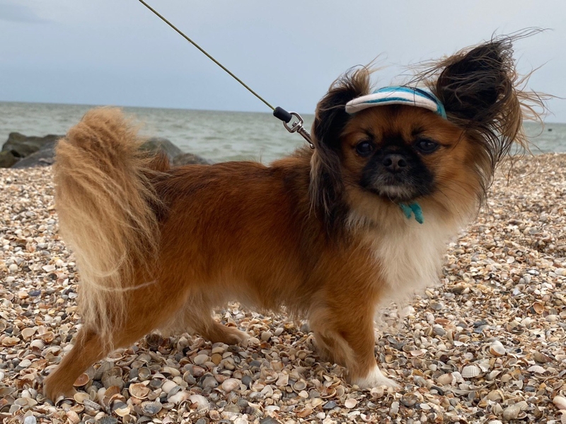 Вязка чихуахуа мальчик ищет девочку - <ro>Изображение</ro><ru>Изображение</ru> #3, <ru>Объявление</ru> #1732667