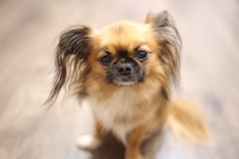 Вязка чихуахуа мальчик ищет девочку - <ro>Изображение</ro><ru>Изображение</ru> #4, <ru>Объявление</ru> #1732667