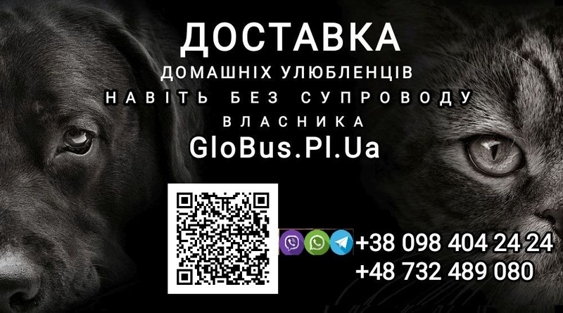 Міжнародні перевезення Україна - Польща - Україна - <ro>Изображение</ro><ru>Изображение</ru> #3, <ru>Объявление</ru> #1734540
