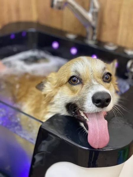 Груминг стрижка собак і котів - <ro>Изображение</ro><ru>Изображение</ru> #3, <ru>Объявление</ru> #1738634