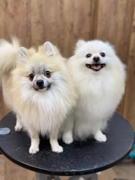 Груминг стрижка собак і котів - <ro>Изображение</ro><ru>Изображение</ru> #4, <ru>Объявление</ru> #1738634