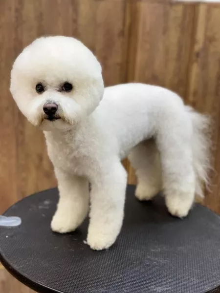 Груминг стрижка собак і котів - <ro>Изображение</ro><ru>Изображение</ru> #5, <ru>Объявление</ru> #1738634