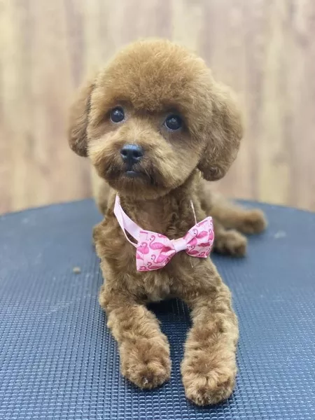 Груминг стрижка собак і котів - <ro>Изображение</ro><ru>Изображение</ru> #6, <ru>Объявление</ru> #1738634