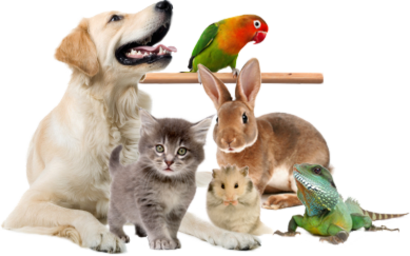 Ветеринар Дніпро – Лікування, Кастрація, Стерилізація з виїздом - <ro>Изображение</ro><ru>Изображение</ru> #3, <ru>Объявление</ru> #1558546