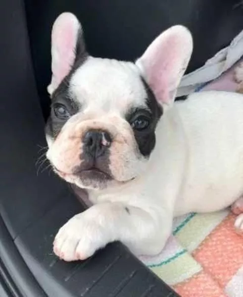 Продам французских бутузов - <ro>Изображение</ro><ru>Изображение</ru> #3, <ru>Объявление</ru> #1739135