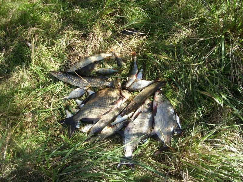 Под застройку 40 соток на берегу р.Орель(свой берег). - <ro>Изображение</ro><ru>Изображение</ru> #5, <ru>Объявление</ru> #1742526