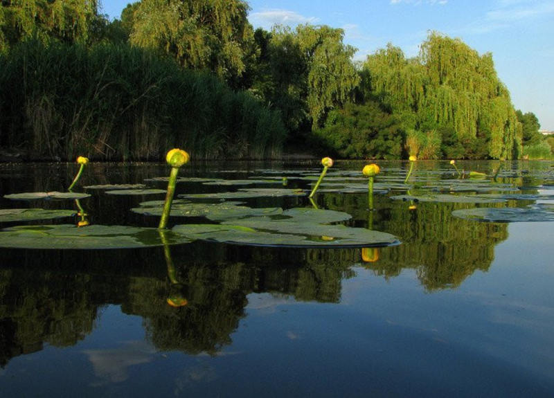 Под застройку 1ГА(100 соток) на берегу реки Орель. - <ro>Изображение</ro><ru>Изображение</ru> #3, <ru>Объявление</ru> #1742551