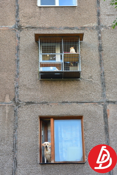 Вольєр для кішок на вікно. "Броневик" Дніпро. - <ro>Изображение</ro><ru>Изображение</ru> #7, <ru>Объявление</ru> #1744690