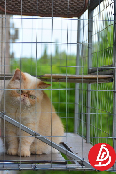 Вольєр для кішок на вікно. "Броневик" Дніпро. - <ro>Изображение</ro><ru>Изображение</ru> #10, <ru>Объявление</ru> #1744690