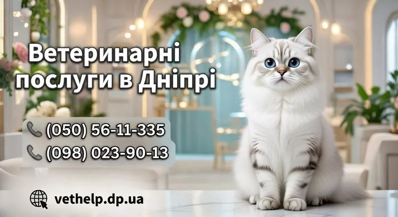Ветеринар на дом Днепр, кошка упала с высоты что делать - <ro>Изображение</ro><ru>Изображение</ru> #2, <ru>Объявление</ru> #1752752