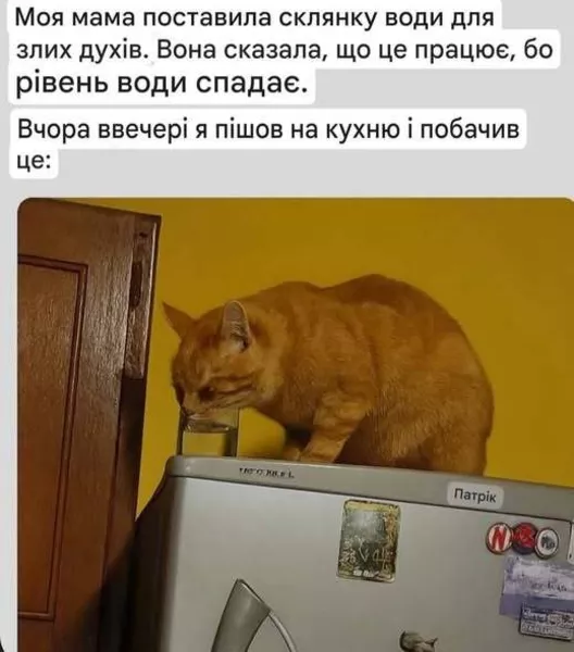 Ветеринар на дом Днепр, кошка упала с высоты что делать - <ro>Изображение</ro><ru>Изображение</ru> #5, <ru>Объявление</ru> #1752752