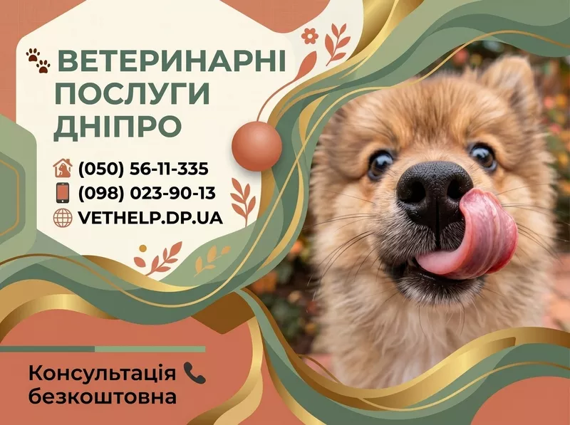 Ветеринар Дніпро – Лікування, Кастрація, Стерилізація з виїздом - <ro>Изображение</ro><ru>Изображение</ru> #1, <ru>Объявление</ru> #1558546